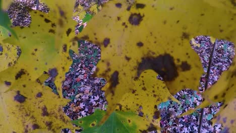 Nahaufnahme-Eines-Gelben-Herbstes-Gegen-Laub-Auf-Dem-Boden