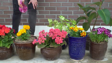 Watering-flowers-in-pots-near-the-house
