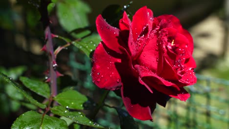 Rose-flower-blossom-on-green-leaves-and-thorns-background-with-morning-dew-shining-on-beautiful-red-petals
