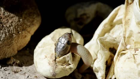 Close-up-of-a-hatchling-Cape-cobra-emerging-from-it's-egg,-close-up