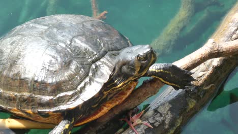 Amphibienschildkröte-Der-Sumpfschildkröte,-Die-Sich-An-Einem-Sonnigen-Tag-In-Der-Wildnis-Des-Sees-Ausruht