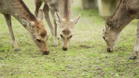 Close-Up-Shot-Of-Three-Deer-Enjoy-Eating-A-Green-Grass-In-Nara-Park,-Japan---slow-mo