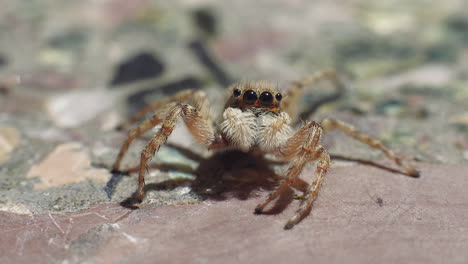 A-cute-jumping-spider-of-the-salticids-family-turns-and-waves-at-the-camera-with-its-front-mandibles