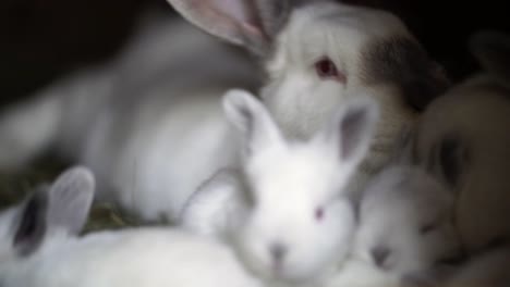 Many-white-baby-bunnies-surrounding-large-mother-rabbit-laying-on-bed-of-hay-and-enjoying-them