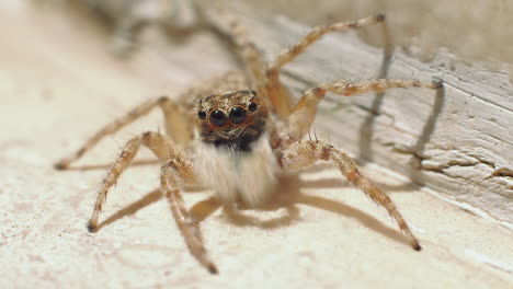Beautiful-spider-enjoying-the-nature-outdoor,-macro-close-up-shot