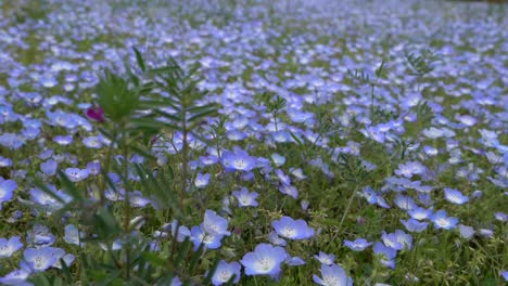 The-Beautiful-Field-Of-Nemophila-Or-Also-Known-As-Baby-Blue-Eyes-Flowers-Swinging-Along-With-The-Fresh-Air-In-The-Environment---Wide-Shot