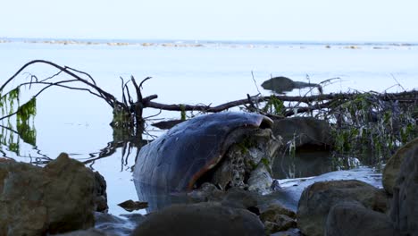 Dead-sea-turtle-on-rocky-coastline-of-Mediterranean-sea-decomposed-on-beach-with-polluted-water