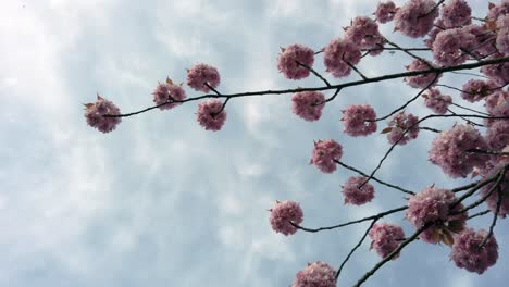 Branch-of-blooming-tree-with-pink-flowers-against-blue-sky