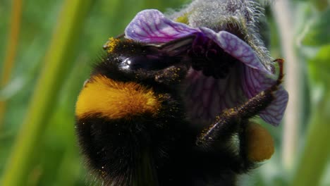 Extreme-close-up-directly-above-yellow-and-black-bumble-bee-pollinating-purple-flower