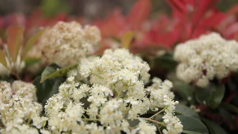 Small-white-flowers-with-green-and-red-leaves,-close-up