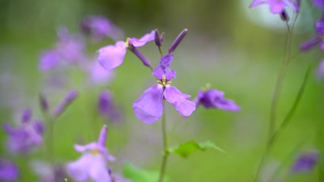 Orychophragmus-Violaceus,-Chinesische-Violette-Kresse-Blüht-Wunderschön-Auf-Dem-Gartenfeld-Mit-Grünem-Bokeh-Hintergrund