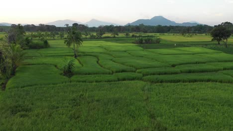 Ein-Wunderschönes-Reisfeld-In-Sri-Lanka-Bei-Sonnenaufgang