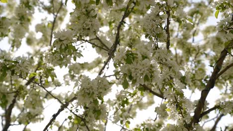 Schöne-Weiße-Frühlingsblüten-An-Einem-Sonnigen,-Warmen-Frühlingstag