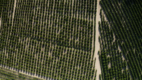Aerial:-Cederberg-citrus-trees-Drone-footage