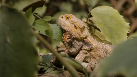Portrait-Of-Bearded-Dragon-Lying-On-The-Ground-And-Looking-Up-On-Its-Habitat