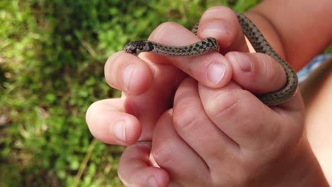 Little-boy-holding-a-harmless-Brown-Snake-in-slow-motion