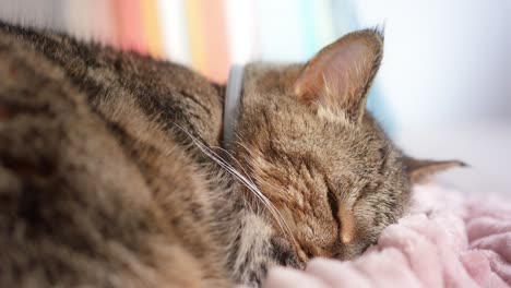 Eine-Schlafende-Getigerte-Katze-öffnet-Langsam-Ein-Auge,-Wacht-Dann-Aus-Dem-Schlaf-Auf-Und-Gähnt