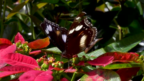 Large-orchard-swallowtail-butterfly-feeding-from-poinsettia-flower