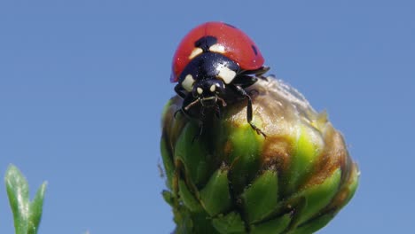 Macro-detail-portrait-of-colorful-spotted-ladybug-on-top-of-green-flower-bud-against-blue-sky