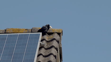 Jackdaw-eating-bread-on-top-of-rooftop-with-solar-panel
