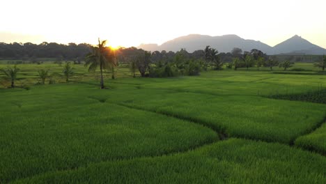 Prädestinieren-Reisfelder-In-Sri-Lanka-Während-Des-Sonnenaufgangs