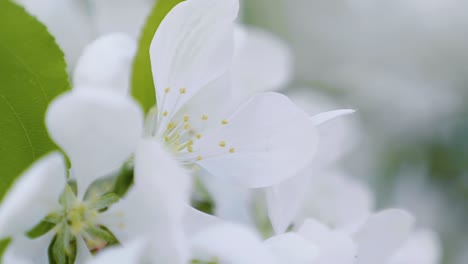Primer-Plano-Macro-De-Hermosas-Flores-Blancas-En-Una-Cálida-Mañana-De-Primavera