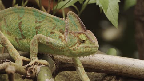 Side-View-Of-Veiled-Chameleon-Walking-Funny-On-The-Branch-Of-A-Tree-In-Its-Habitat