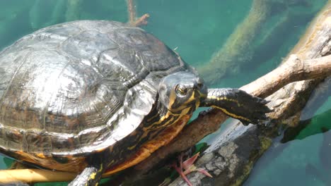 Sumpfschildkröte-Aus-Nächster-Nähe,-Die-Sich-An-Einem-Sonnigen-Tag-In-Der-Wildnis-Des-Sumpflandes-Ausruht