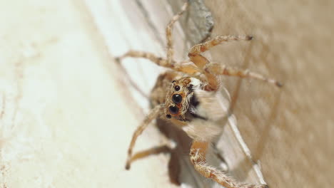 Close-up-shot-showing-frightening-big-spider-relaxing-outdoor-in-sun