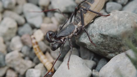 Whip-Scorpions-Or-Vinegaroons-On-Rocks-Spotted-A-Worm-Crawling-On-The-Ground