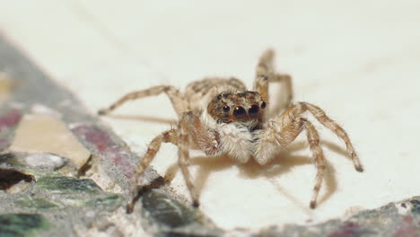 A-closeup-view-of-a-jumping-spider-looking-around-and-then-quickly-running-away