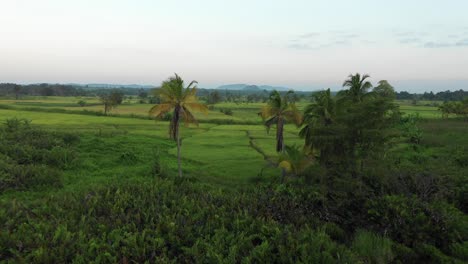 Eine-Einspielung-Eines-Reisfeldes-In-Sri-Lanka