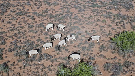 Herd-Of-Dorper-Sheep-Grazing-On-The-Dry-Grassfield-In-Somerset-East-District,-Eastern-Cape,-South-Africa