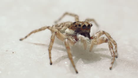 Extreme-close-up-of-Jumping-spiders