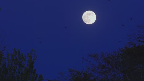 Birds-or-bats-fly-past-full-moon-in-dark-blue-sky-above-tree-tops-at-nightime