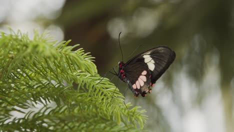 Hermosa-Mariposa-Heliconius-Hewitsoni-Descansando-Sobre-Las-Plantas-Verdes-Con-Un-Fondo-De-Naturaleza-Borrosa