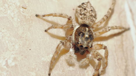 Makroaufnahme-Einer-Sich-Bewegenden-Spinne-Und-Klatschenden-Hände,-Insekten-Der-Wild-Lebenden-Tiere