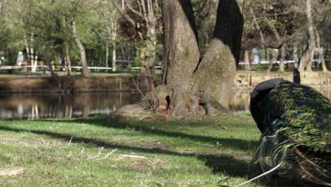 Pfauenvogel-Mit-Grünblauem-Körper-Und-Bunten-Federn-Am-Schwanz,-Der-Auf-Der-Wiese-Des-Parks-In-Der-Nähe-Des-Ruhigen-Flusses-Weidet