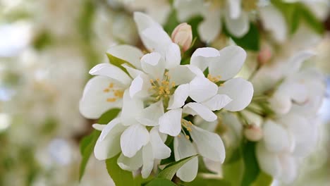 Macro-close-up-of-beautiful-white-blossoms-on-a-warm-spring-morning