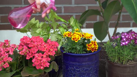 Blumen-Und-Pflanzen-Mit-Wasser-Gießen,-Indem-Eine-Sprühflasche-Aus-Nächster-Nähe-Verwendet-Wird