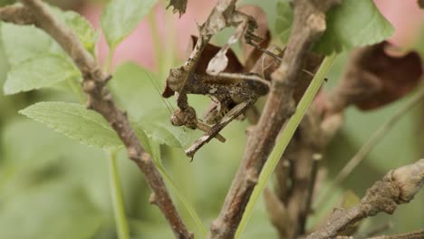 Mantis-De-Hoja-Muerta-Colgando-De-La-Rama-De-Una-Planta-Comiendo-Un-Insecto-Con-Follaje-Verde-En-El-Fondo