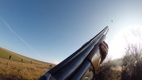 Gun-POV-of-pheasant-hunting-at-a-field