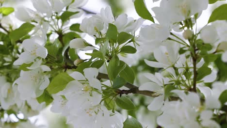 Beautiful-white-spring-blossoms-on-a-sunny-warm-spring-day