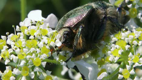 Macro-portrait-view-of-green-metallic-beetle-eating-on-top-of-white-flower