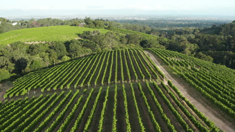 Aerial:-Constantia-Glenn-sunset-wine-ranks
