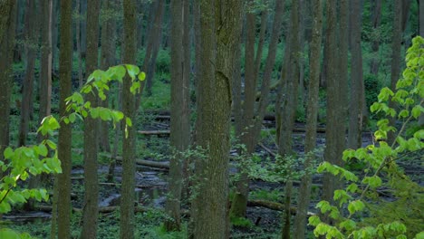 Schöner-Grüner-Wald-Im-Frühling-Bei-Las,-Gmina-Slemien,-Polen