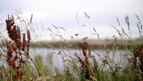 Wild-oat-grass-and-marsh-grasses-sway-in-breeze,-water-in-background