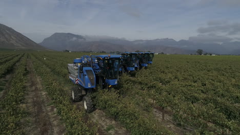 drone-footage-of-tractors-harvesting-grapes-in-a-vineyard-in-the-western-cape-of-South-Africa