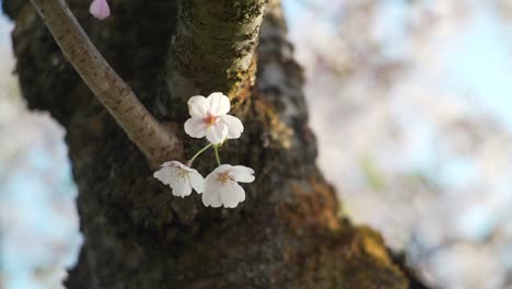 Three-Beautiful-Flowers-Of-Sakura-Cherry-Blossom-On-The-Branch-Of-A-Tree-With-A-Blurry-Background-In-Kyoto,-Japan