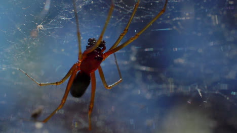 Schwarze-Und-Rote,-Glatte,-Seidige-Spinne-Mit-Langen-Beinen-In-Einem-Spinnennetz,-Extreme-Nahaufnahme